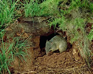 Bandicoot: Northern brown bandicoot (Isoodon macrourus) Occurs