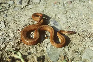 Dekayi: Northern Brown or Dekay's Snake