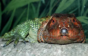Guianensis: Northern Caiman Lizard