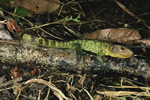 1997: Northern Caiman Lizard