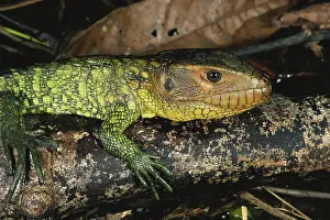 Guianensis: Northern Caiman Lizard