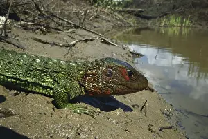 Guianensis: Northern Caiman Lizard