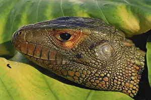 1995: Northern Caiman Lizard