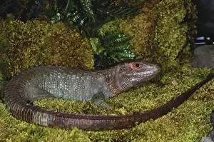 Guianensis: Northern Caiman Lizard
