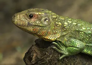 Guianensis: Northern Caiman Lizard