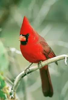 Cardinals: Northern Cardinal