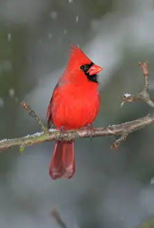 Cardinals: Northern Cardinal
