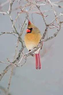 Cardinals: Northern Cardinal