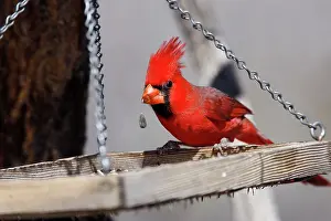Cardinals: Northern Cardinal