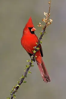 Cardinals: Northern Cardinal