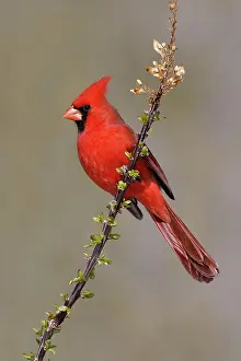 Cardinals: Northern Cardinal