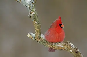 Crests: Northern cardinal