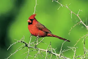 Crests: Northern Cardinal