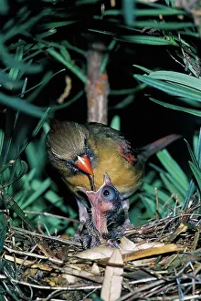 Crests: Northern cardinal