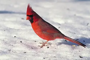 Mask: Northern Cardinal