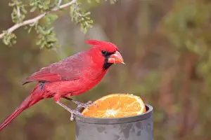 Cardinals: Northern Cardinal - adult male eating orange