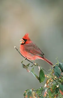 Cardinals: Northern Cardinal Calling