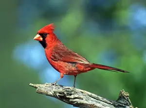 Cardinalis: Northern Cardinal (Cardinalis cardinalis)