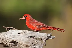 Cardinal: Northern Cardinal (Cardinalis cardinalis)