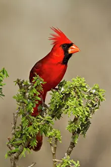 Cardinal: Northern Cardinal (Cardinalis cardinalis)