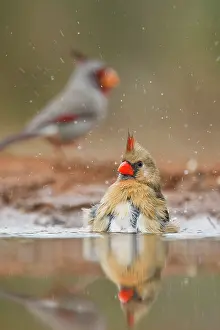 Foreground: Northern Cardinal (Cardinalis cardinalis)