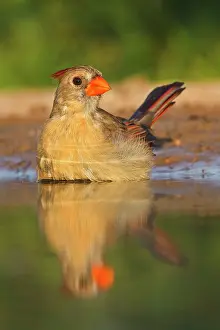 Away: Northern Cardinal (Cardinalis cardinalis)