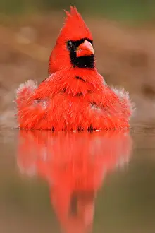 Selective: Northern Cardinal (Cardinalis cardinalis)