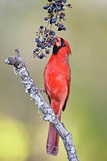 Cardinal: Northern Cardinal (Cardinalis cardinalis)