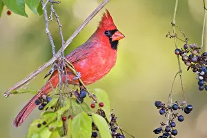 Cardinal: Northern Cardinal (Cardinalis cardinalis)
