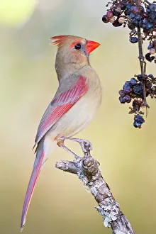 Cardinal: Northern Cardinal (Cardinalis cardinalis)