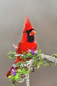 Cardinal: Northern Cardinal, Cardinalis cardinalis