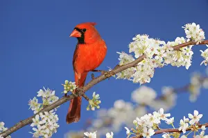 Cardinal: Northern Cardinal (Cardinalis cardinalis), adult