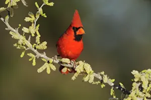 Acacias: Northern Cardinal (Cardinalis cardinalis), adult