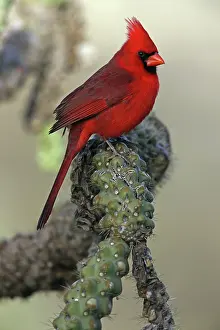 Towns: Northern Cardinal (cardinalis cardinalis) - Arizona