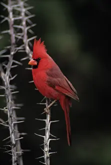 Cardinal: Northern Cardinal (cardinalis cardinalis) - Arizona - Male -