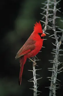 Cardinal: Northern Cardinal (cardinalis cardinalis) - Arizona - Male -