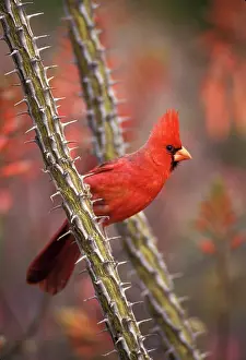 Cardinal: Northern Cardinal (cardinalis cardinalis) - Arizona - Male -