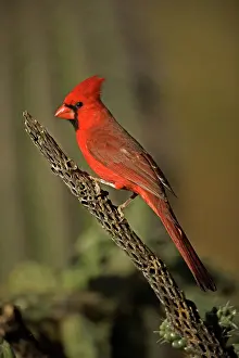 Cardinal: Northern Cardinal (cardinalis cardinalis) - Arizona - Male -