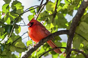 Cardinal: Northern Cardinal (cardinalis cardinalis), Central