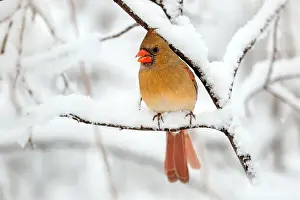Cardinal: Northern Cardinal (Cardinalis cardinalis) female