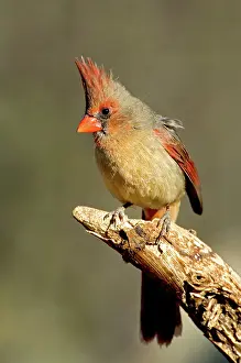 Cardinalis: Northern Cardinal (Cardinalis cardinalis) hen