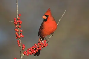 Cardinal: Northern Cardinal (Cardinalis cardinalis), male