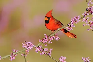 Cardinal: Northern Cardinal (Cardinalis cardinalis), male