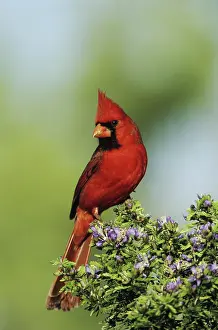 Cardinal: Northern Cardinal (Cardinalis cardinalis), male