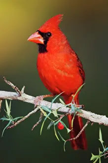 Cardinal: Northern Cardinal (Cardinalis cardinalis), male