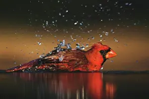 Cardinal: Northern Cardinal (Cardinalis cardinalis), male