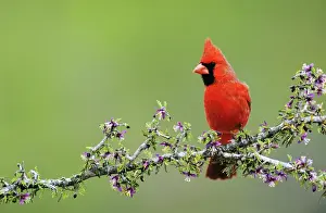 Cardinal: Northern Cardinal (Cardinalis cardinalis), male