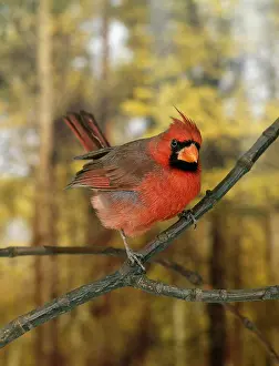 Cardinal: Northern Cardinal (cardinalis cardinalis), Male