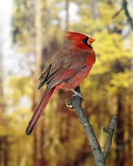Cardinal: Northern Cardinal (cardinalis cardinalis), Male