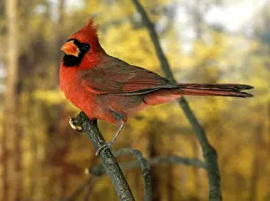 Cardinal: Northern Cardinal (cardinalis cardinalis), Male